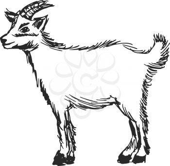 hand drawn, cartoon, sketch illustration of little goat
