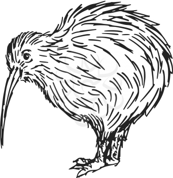 hand drawn, sketch, cartoon illustration of kiwi