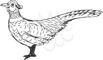 hand drawn, sketch, cartoon illustration of pheasant