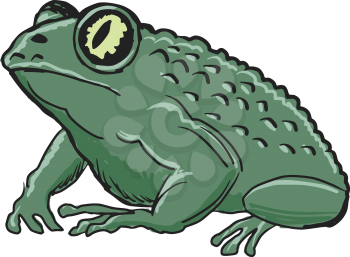 hand drawn, sketch, cartoon illustration of toad