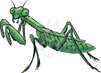 hand drawn, sketch, cartoon illustration of mantis