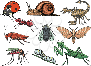set of sketch illustration of different insects