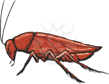 hand drawn, sketch, cartoon illustration of cockroach