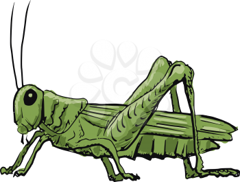 hand drawn, sketch, cartoon illustration of grasshopper