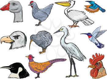 set of sketch illustration of different kinds of birds