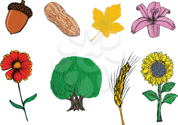 set of illustrations of different plants