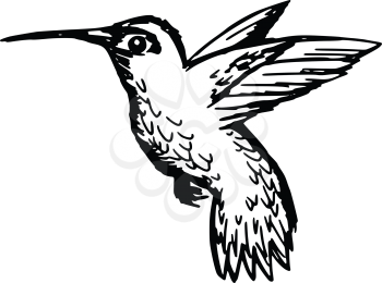 sketch, doodle, hand drawn illustration of hummingbird