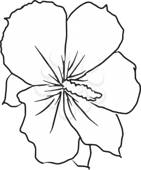 hand drawn, sketch illustration of hibiscus
