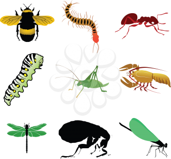 crayfish,Bumblebee,Centipede,Red ant,Caterpillar,Cricket
