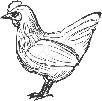 hand drawn, cartoon, sketch illustration of hen