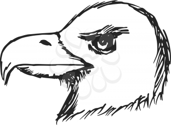 hand drawn, sketch, cartoon illustration of American bald eagle