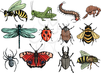 set of illustration of insects