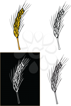 Editable vector illustrations in variations. Ear of wheat