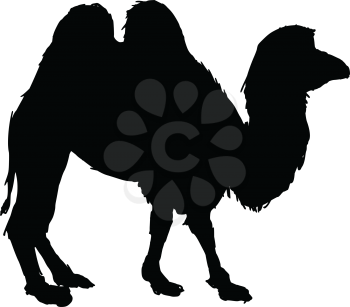 black silhouette of camel