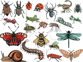 set of sketch, editable illustrations of insects
