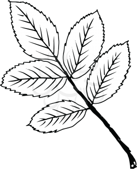 hand drawn, sketch, cartoon illustration of leaf