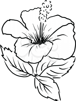 sketch, cartoon illustration of hibiscus