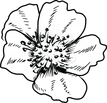 hand drawn, sketch, doodle illustration of primrose