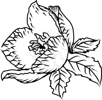 hand drawn, sketch, doodle illustration of spring flower