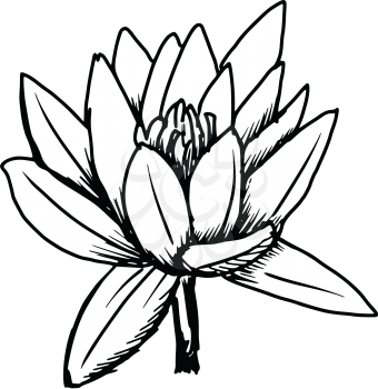 hand draw, sketch illustration of white lotus