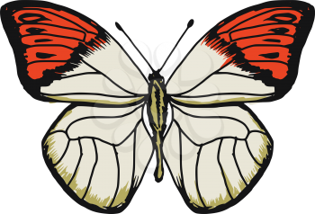 hand drawn, sketch illustration of butterfly