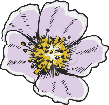 hand drawn, sketch, doodle illustration of primrose
