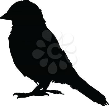 black silhouette of sparrow