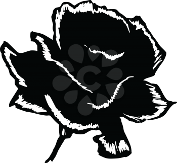 black silhouette of rose