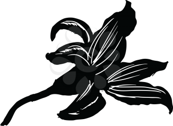 black silhouette of lily flower