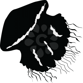 silhouette of jellyfish
