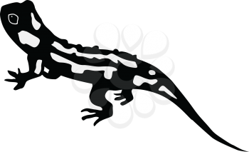 silhouette of salamander