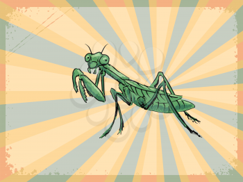 vintage, grunge background with mantis