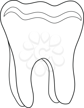 outline illustration of human tooth