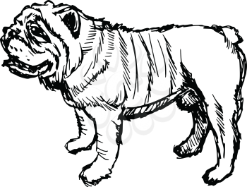 hand drawn, sketch illustration of english bulldog