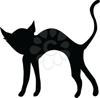 silhouette of black cat