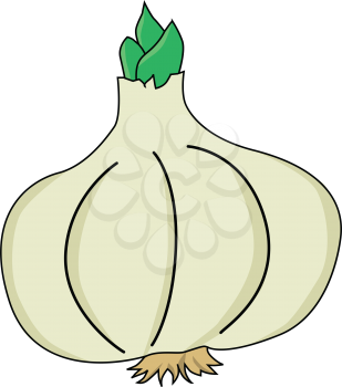 vector illustration of garlic, spice food