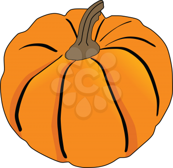 vector illustration of pumpkin, autumn vegetable