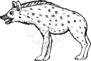 sketch hand drawn illustration of hyena, wildlife series
