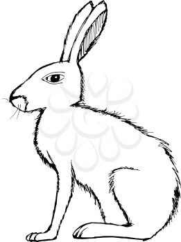 Sketch hand drawn illustration of hare, wildlife series, nature, animal
