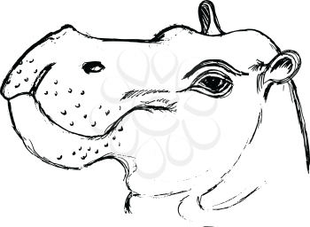 hand drawn, grunge, sketch illustration of hippopotamus