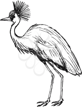 hand drawn, grunge, sketch illustration of African crowned crane