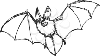 bat, illustration of wildlife, zoo, symbol of Halloween, horror at night