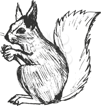 squirrel, illustration of wildlife, zoo, wildlife, animal of forest