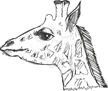giraffe, illustration of wildlife, zoo, wildlife, animal of Africa, safari