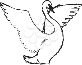 swan, illustration of wildlife, zoo, wildlife, bird