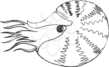 nautilus, illustration of wildlife, zoo, wildlife, animal of sea
