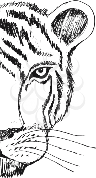 tiger, illustration of wildlife, zoo, wildlife, animal of forest, predator