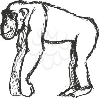 chimpanzee, illustration of wildlife, zoo, wildlife, animal of jungle, Africa, safari