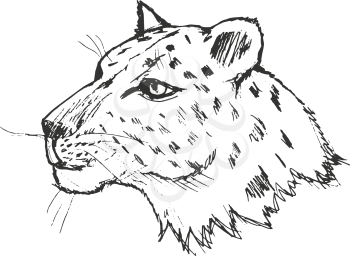 leopard, illustration of wildlife, zoo, wildlife, animal of jungle, Africa, safari, predator