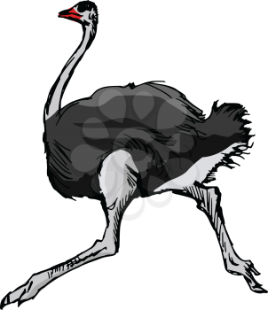 ostrich, illustration of wildlife, zoo, wildlife, animal of savannah, Africa, safari, bird